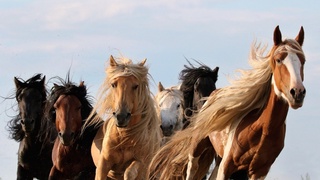 Лошади подарят новое лекарство против Covid-19