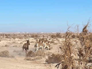 31 bosh turkman quloni “Sudoche-Akpetki” davlat buyurtma qo'riqxonasiga keltirildi