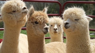 Ученые: нанотела альпака успешно борются с передачей коронавируса