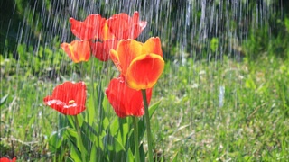 Пешгӯии обу ҳаво барои 26 март