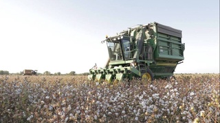 В Узбекистане дан старт хлопкоуборочному сезону «Хлопок-2022»