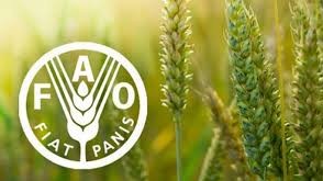 FAO oziq-ovqat narxlari indeksi so'nggi 17 oy ichida eng past darajaga tushdi