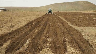 Навоий вилоятида 7 мингдан ортиқ гектар майдонда интенсив боғ ва узумзорлар барпо этилади