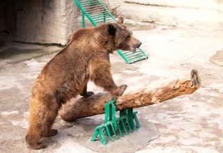 В столичном зоопарке женщина сбросила свою дочь в вольер к медведю