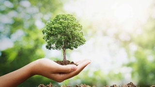 Как электронный паспорт дерева поможет сохранить чистым воздух?