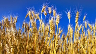 Повторный посев - дополнительный доход