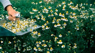 Regions will be specialized in growing medicinal plants