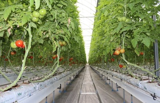 Навбаҳорда янги лойиҳалар натижасида иш ўринлари яратилмоқда