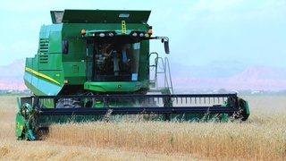 Сурхондарёда ғалла ўрим-йиғими бошланди