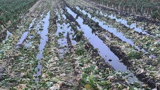 Britaniyaning “Telpasc” tashkiloti tanlovdan oʻtgan oʻzbekistonliklarga rad javobini berdi