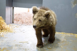 В Ташкентский зоопарк привезли занесенного в Красную книгу бурого медвежонка