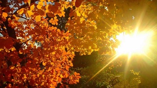 Ҳафта давомида ёғингарчилик кутилмайди, ҳаво асосан қуёшли бўлади