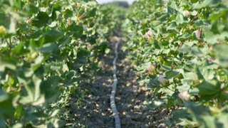 Нишонда синов тариқасида эгилувчан қувурлар ёрдамида кечки пахта етиштирилади