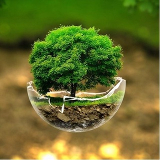 Дарахтларни биргаликда асрайлик! — Тошкент шаҳар ҳокимлиги