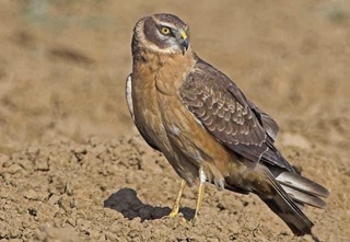 Қизил китобга киритилган чўл бўктаргиси(степной лунь) қушини сотмоқчи бўлган фуқаро қўлга тушди