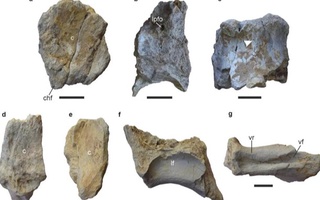 Ҳиндистонда динозаврнинг янги тури топилди