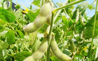 В Узбекистан завезли новый сорт сои из Турции