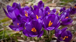 Европага заъфарон экспорти йўлга қўйилди