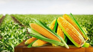 Прибыльная инициатива кизирикцев