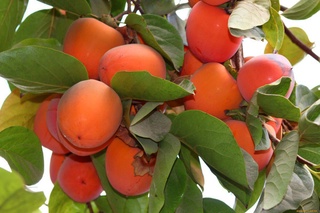 Апта ішінде Өзбекстанның барлық аумағында салқын ауа райы сақталады