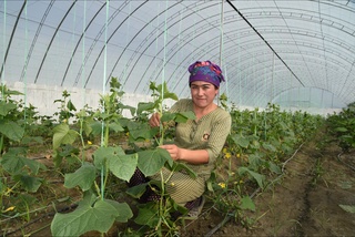 Dashtu biyobon o'rnida yashnayotgan Guliston