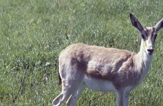 Браконьер табиатга 33 450 000 сўмлик зарар етказди