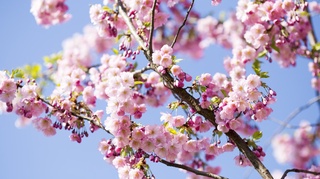 Японияда сакура гуллади