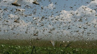 В Узбекистане начался сезон борьбы с саранчой
