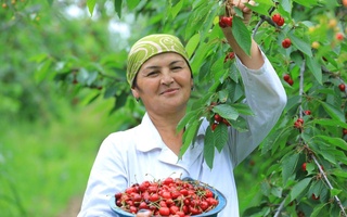 To'raqo'rg'on giloslari jahon bozorlarida