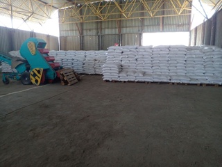 Сифатли уруғлик дон тайёрлаш инспекция назоратида