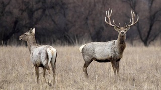Сберечь неповторимый животный и растительный мир Узбекистана