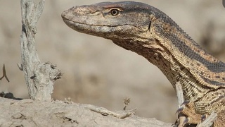 Қашқадарёда эчкиэмарларни тутиб, сўйиб егани учун 61 ёшли эркак жазоланди