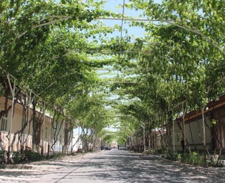 Жасыл көшелерден жайнасын әлем