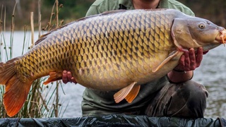 Рыболов поймал карпов огромного размера и установил два мировых рекорда
