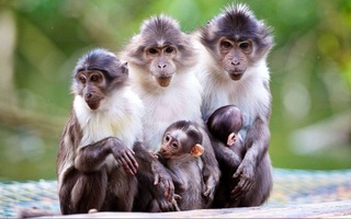 Обезьянья оспа стремительно распространяется по миру