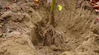 Ertadan mamlakatimizda "Yashil makon" umummilliy loyihasi doirasida dolzarb 40 kunlik tadbiri boshlanadi