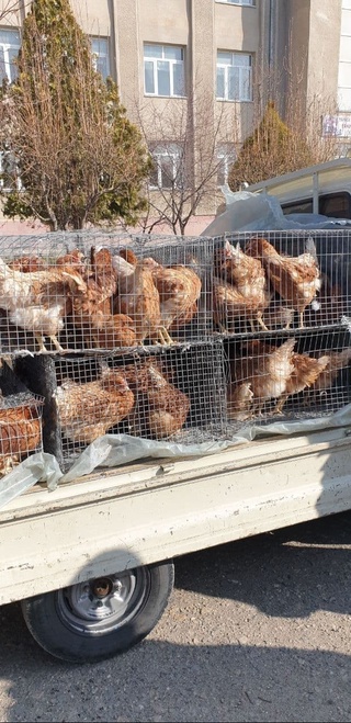 “Temir daftar”ga kiritilgan aholiga bepul tovuqlar tarqatilmoqda