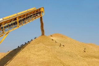 Ўзбекистон тарихида ғалла хирмони илк бор 9 миллион тоннадан ошди