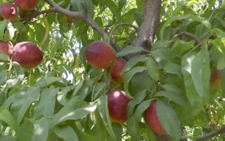 Узбекские селекционеры вывели новые сорта нектарина