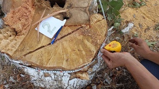 В Ташкентской области срубили три чинары: возбуждено уголовное дело