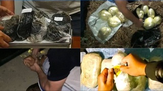 СГБ предотвратила незаконный оборот более 35 килограммов наркотиков