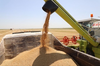 Ғузорлик фермер вилоятда биринчи бўлиб ғалла режасини бажарди