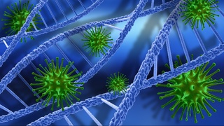 В ВОЗ заявили об устойчивости индийского штамма коронавируса к антителам