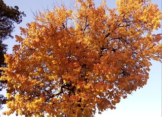 Дам олиш кунлари ҳаво жуда илиқ бўлади