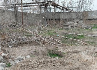 В Янгиюле незаконная вырубка 121 дерева нанесла ущерб природе на 1 млрд сумов