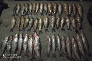 Сирдарёда балиқ овлаган «броконер»лар қўлга олинди