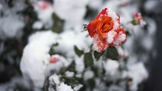 Кечадан бошланган ноқулай об-ҳаво шароити 20 ноябрь кунига қадар давом этиши кутилмоқда