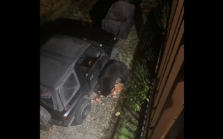 Канадада айиқ автомашинани бузиб, 69 қути газланган сув ичди