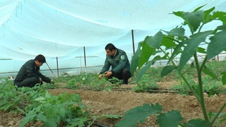 Sirdaryoda qishloq xoʻjaligi mahsulotlari eksport hajmi muttasil oʻsib boryapti