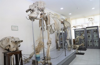 Ҳиндистон фили скелети Ўзбекистонда ягонами?  У қаерда сақланмоқда?